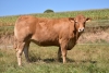 DOSE TAUREAU OBSUM PO - NFR1219026829 - 3496292