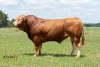 DOSE TAUREAU OBSUM PO - NFR1219026829 - 3496292