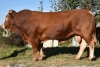 DOSE TAUREAU ODEGAME - NFR1219026874 - 3496293