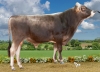 DOSE TAUREAU PARADOR - NFR1220014716 - 2196943