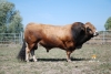 DOSE TAUREAU REMIA PP - NFR1220118694 - 1498748