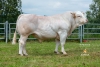 DOSE TAUREAU RHESUS - NFR1221019345 - 9598599
