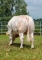 DOSE TAUREAU RHESUS - NFR1221019345 - 9598599