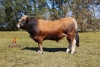 DOSE TAUREAU ROLEX - NFR1221121322 - 14A0340