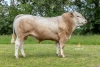 DOSE TAUREAU SELF P - NFR1222010414 - 79A1548