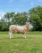 DOSE TAUREAU SELF P - NFR1222010414 - 79A1548