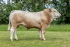 DOSE TAUREAU SELF P - NFR1222010414 - 79A1548