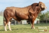DOSE TAUREAU SWAG PO - NFR1222148023 - 34A1686