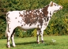 DOSE TAUREAU VENTURI - NFR1404302330 - 56A4181