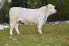 DOSE TAUREAU LEBONVO - NFR1423175165 - 3890866