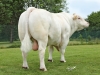 DOSE TAUREAU LEBONVO - NFR1423175165 - 3890866