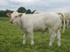 DOSE TAUREAU LEBONVO - NFR1423175165 - 3890866