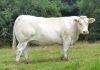 DOSE TAUREAU LEBONVO - NFR1423175165 - 3890866
