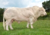 DOSE TAUREAU MON CHIC - NFR1423175189 - 3892596