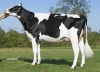 DOSE TAUREAU ORTEGA - NFR1452582954 - 6694005