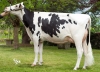 DOSE TAUREAU ORTEGA - NFR1452582954 - 6694005