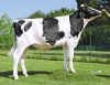 DOSE TAUREAU OLDBOY - NFR1452583103 - 6695068