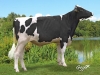 DOSE TAUREAU HARROGATE - NFR1533202563 - 6684246