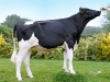 DOSE TAUREAU NABAB - NFR1537092861 - 6691904