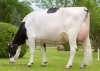 DOSE TAUREAU NABAB - NFR1537092861 - 6691904