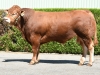 DOSE TAUREAU O MH PP - NFR1539138502 - 3496296