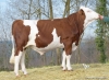 DOSE TAUREAU ROTTERDAM - NFR1540113204 - 4698307