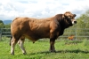 DOSE TAUREAU SPIROU PP - NFR1541031394 - 14A0341