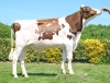 DOSE TAUREAU RECORD RED - NFR1541042803 - 6697179