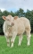 DOSE TAUREAU PRODIGE PP - NFR1825019790 - 3896962