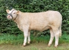 DOSE TAUREAU PRODIGE PP - NFR1825019790 - 3896962
