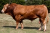 DOSE TAUREAU HUESSA - NFR1936112593 - 3485943