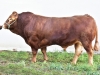 DOSE TAUREAU LETIPRINCE - NFR1939064219 - 3491479
