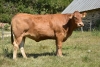 DOSE TAUREAU LETIPRINCE - NFR1939064219 - 3491479