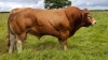 DOSE TAUREAU NYANGA MN - NFR1940122762 - 34A4633