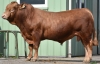 DOSE TAUREAU PEYRELEVAD - NFR1943085692 - 3497661