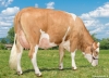 DOSE TAUREAU NOUNOURS - NFR2130601352 - 3593402