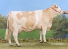 DOSE TAUREAU SENATEUR P - NFR2130601732 - 35A0689
