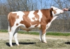 DOSE TAUREAU MEIX PP - NFR2134741086 - 3590441