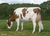 DOSE TAUREAU DIPRED ISY - NFR2211467455 - 6677179