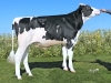 DOSE TAUREAU MAYFEST - NFR2211468477 - 6691417