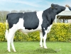 DOSE TAUREAU SORBON RF - NFR2211469282 - 66A0205