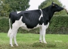 DOSE TAUREAU GOTCHA ISY - NFR2212304304 - 6682574