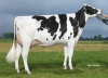 DOSE TAUREAU GOTCHA ISY - NFR2212304304 - 6682574