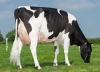 DOSE TAUREAU OMEYER P - NFR2213516959 - 6694518