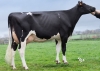 DOSE TAUREAU PALMA P - NFR2213517149 - 6695391
