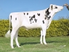 DOSE TAUREAU POKORA P - NFR2213517296 - 6696165