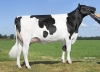 DOSE TAUREAU PINKFLOYD - NFR2213517300 - 6696166