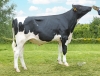 DOSE TAUREAU UFAKO - NFR2213719612 - 66A2187