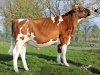 DOSE TAUREAU OKAIDI RED - NFR2215668248 - 6694519