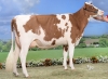 DOSE TAUREAU OKAIDI RED - NFR2215668248 - 6694519